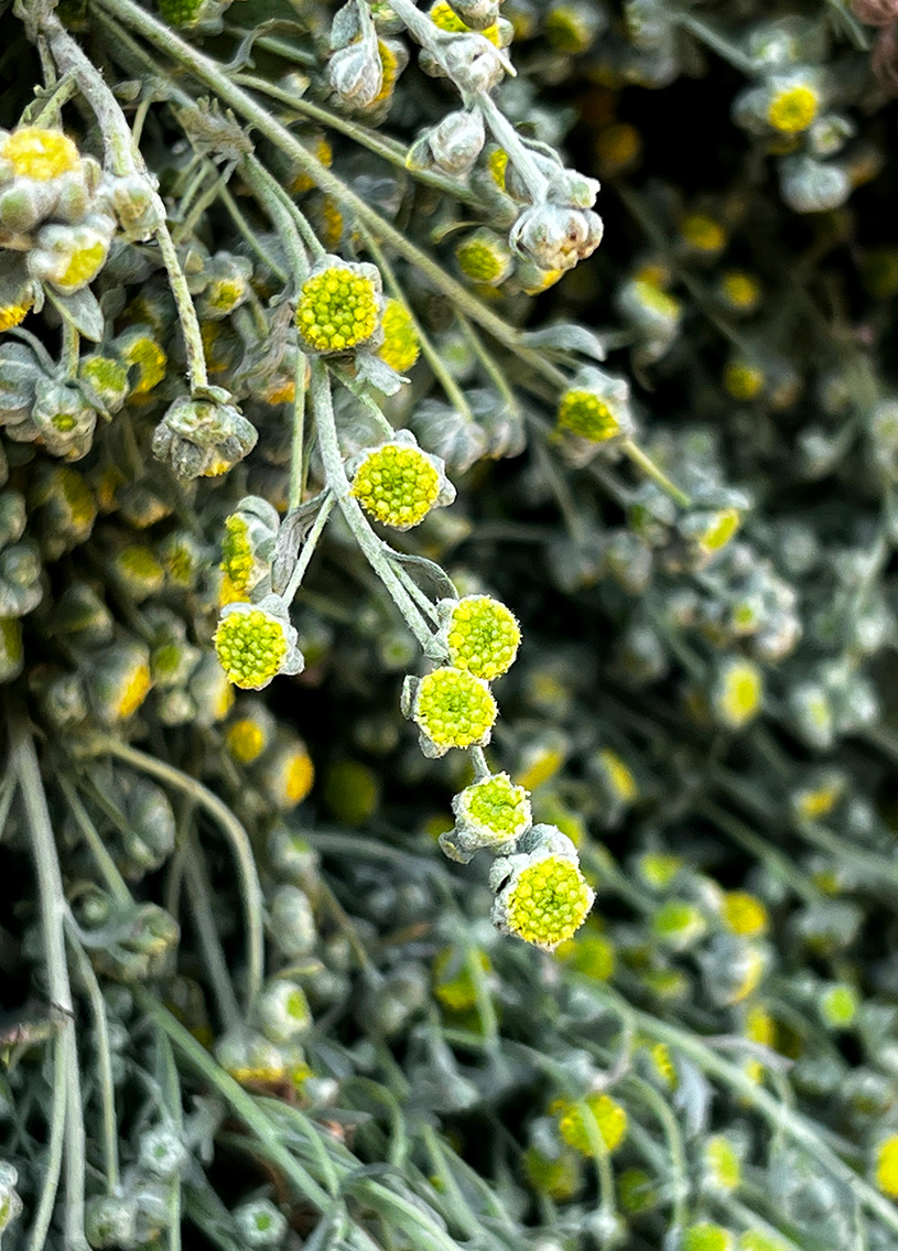 Close-Up of a Healthy Davana Plant (Artemisia Pallens) Grown Sustainably in Natural Conditions