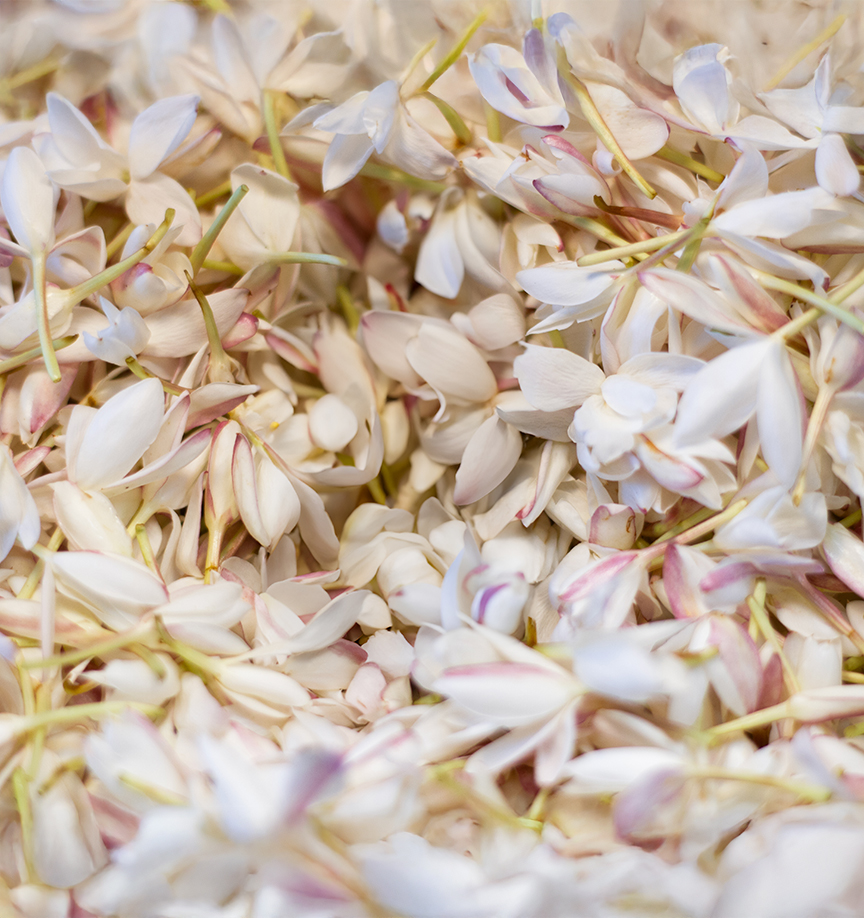 Jasmine Grandiflorum