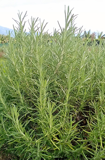 Green Rosemary Field with Dense Aromatic Shrubs Grown Under Natural Sunlight