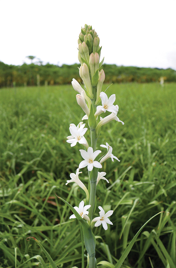 Tuberose Plant with Blooming White Flowers Used for Producing Tuberose Absolute in Fine Fragrances