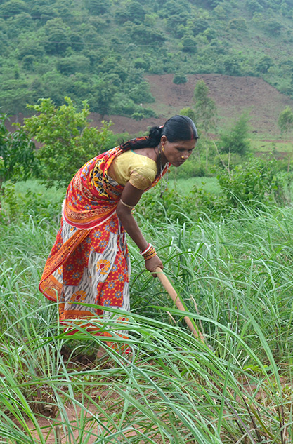 Woman Harvesting Lemongrass in a Sustainable Farm for Natural Fragrance Ingredient Production